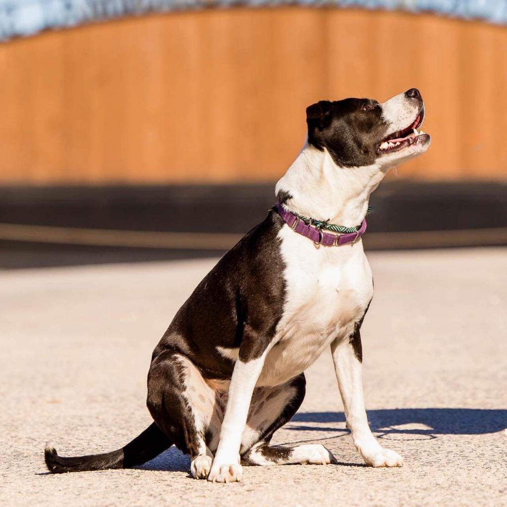 Electra — thumbnail 9