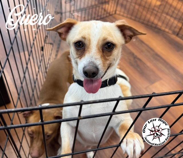 Enlarge Guero, a Adoptable mixed breed in Princeton, BC image 1/1