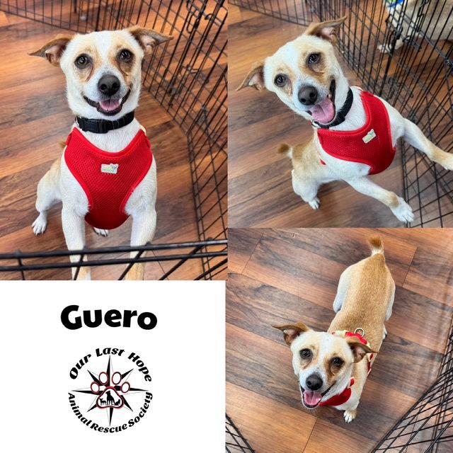 Enlarge Guero, a Adoptable mixed breed in Princeton, BC image 2/2