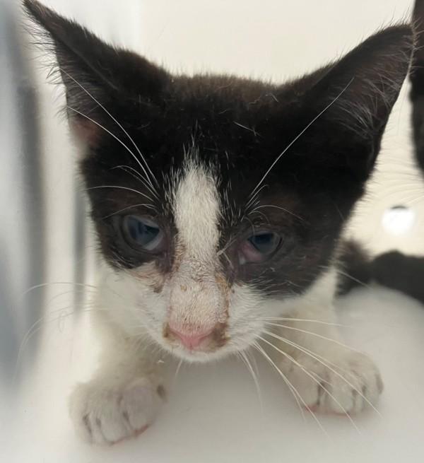Peanut Butter, Adoptable, Kitten Male Domestic Short Hair.