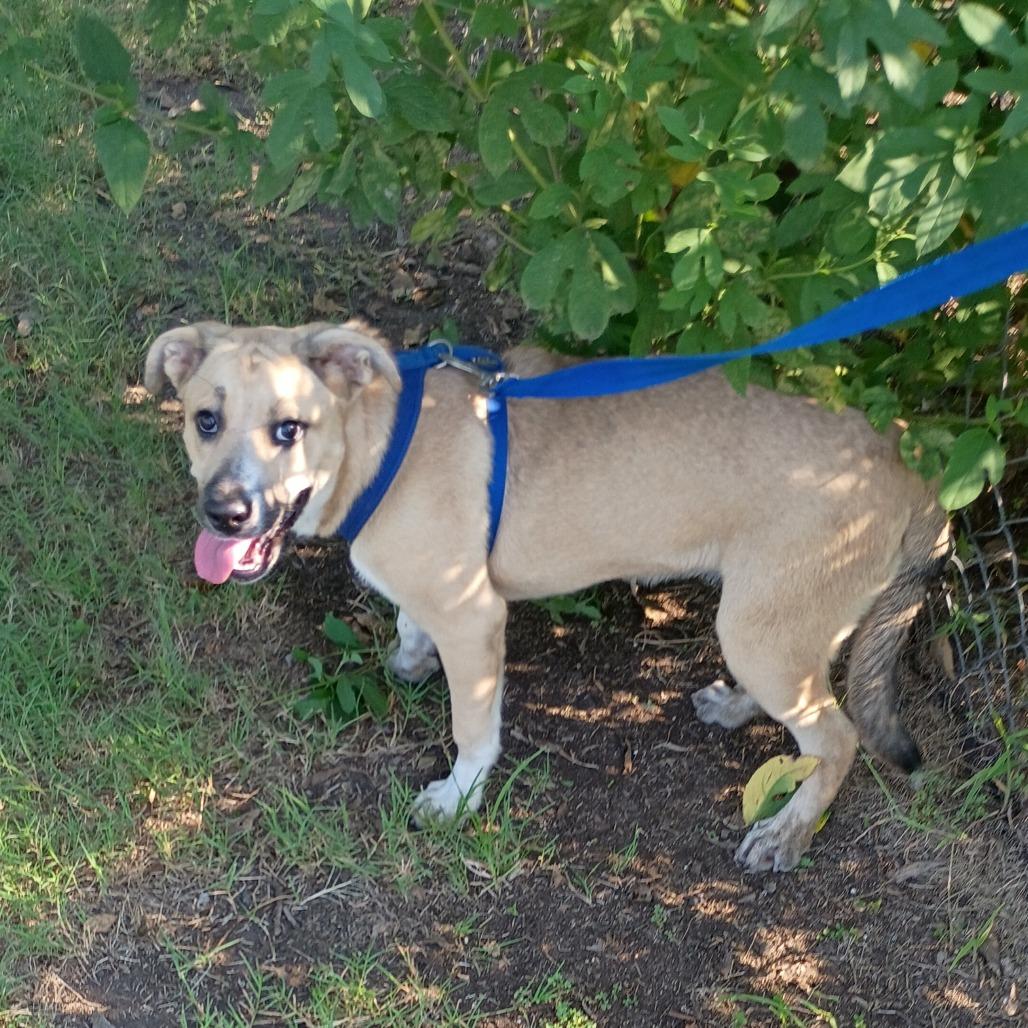Ostara "Starry" P45605, Adoptable, Young Female Black Mouth Cur.