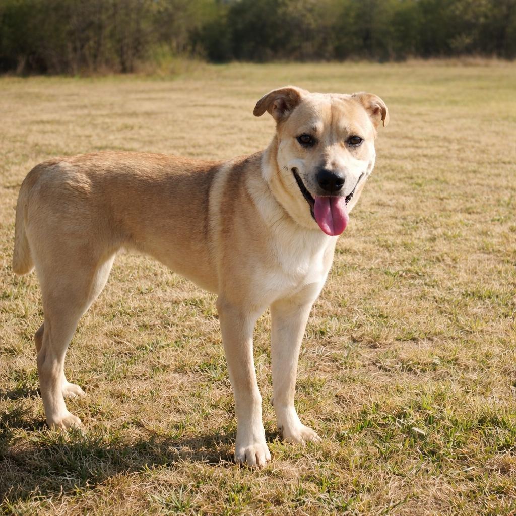 Enlarge Ostara "Starry" P45605, a Adoptable mixed breed in Corsicana, TX image 2/6