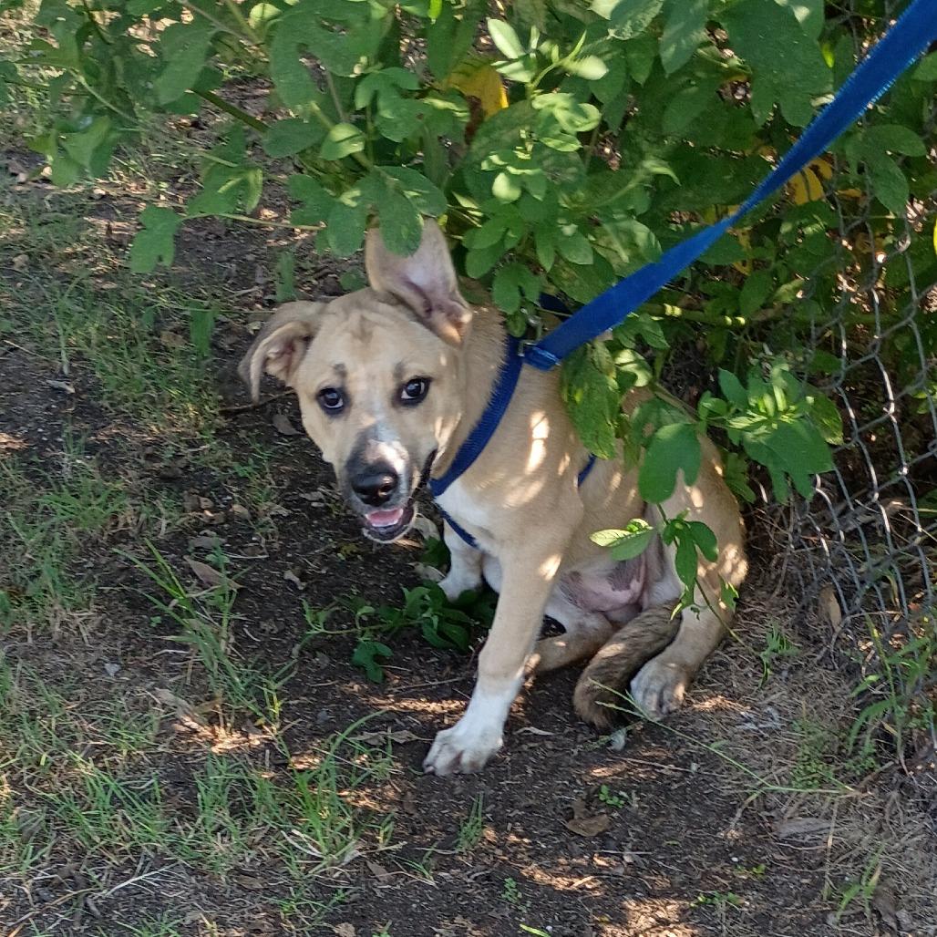 Enlarge Ostara "Starry" P45605, a Adoptable mixed breed in Corsicana, TX image 2/6