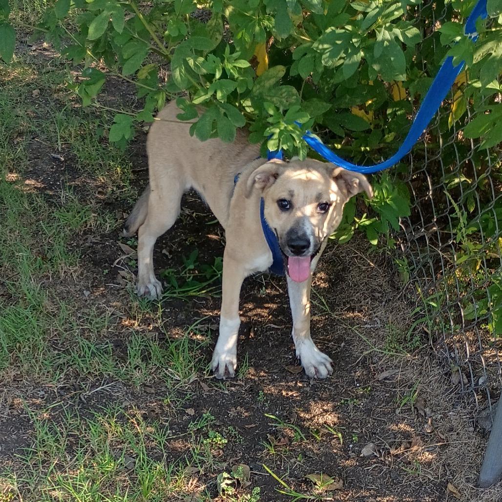 Enlarge Ostara "Starry" P45605, a Adoptable mixed breed in Corsicana, TX image 4/6