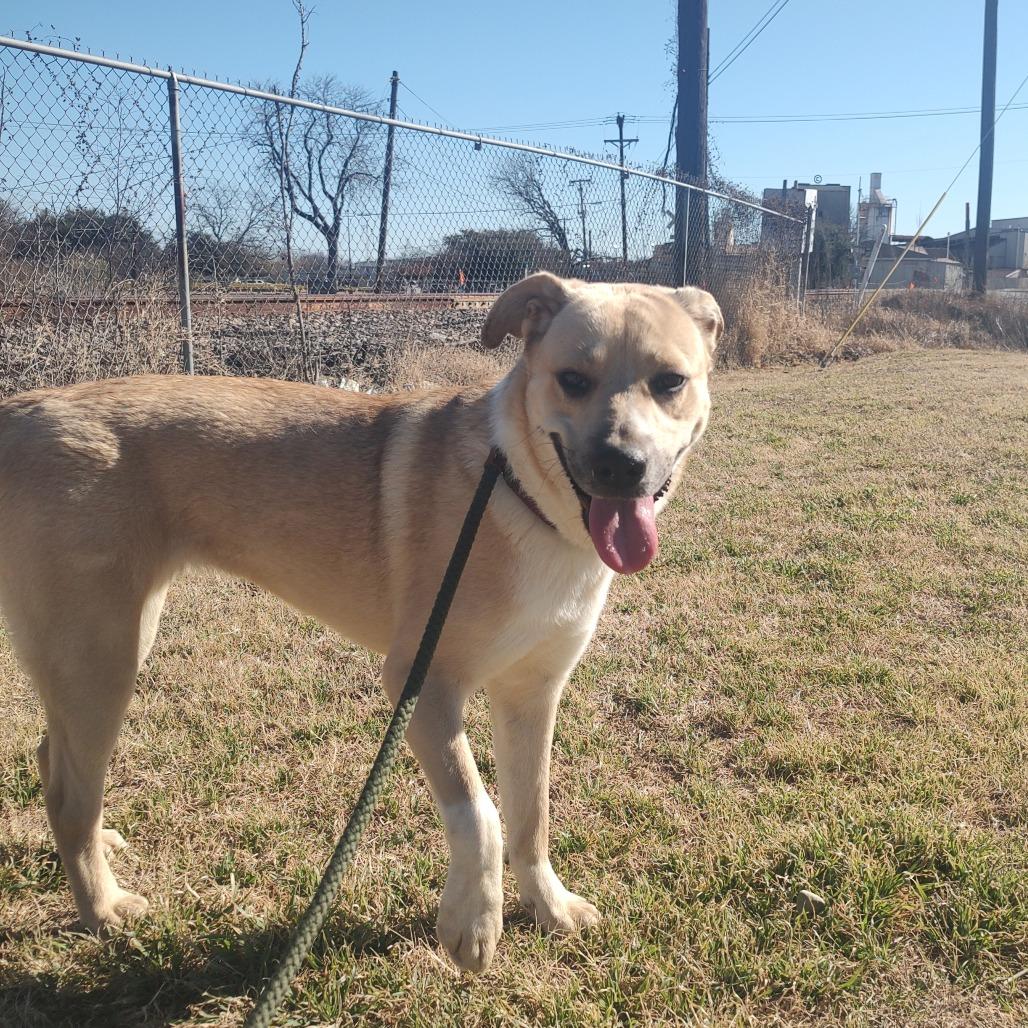 Enlarge Ostara "Starry" P45605, a Adoptable mixed breed in Corsicana, TX image 6/6