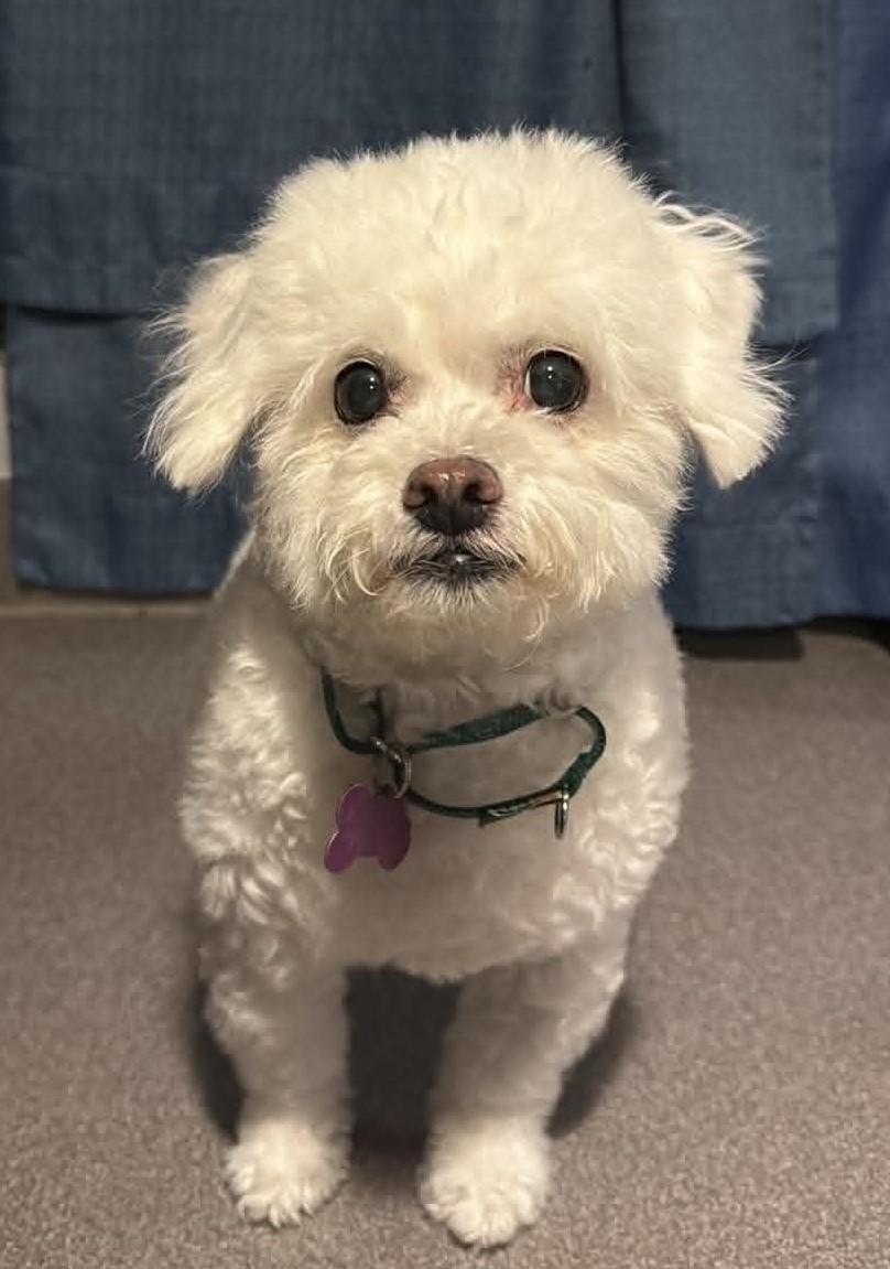 Sherna, adopted, Young Female Poodle.
