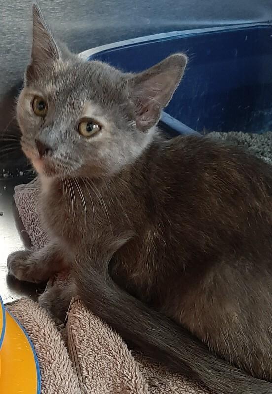Wave, Adoptable, Kitten Female Domestic Short Hair.