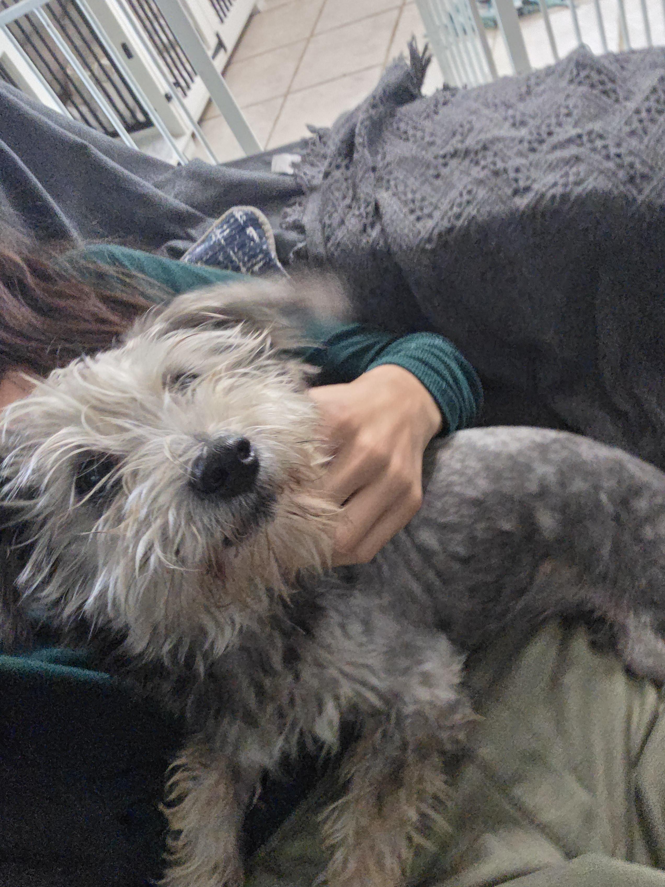 Enlarge Benji, a Adoptable Yorkshire Terrier in Ione, CA image 6/6