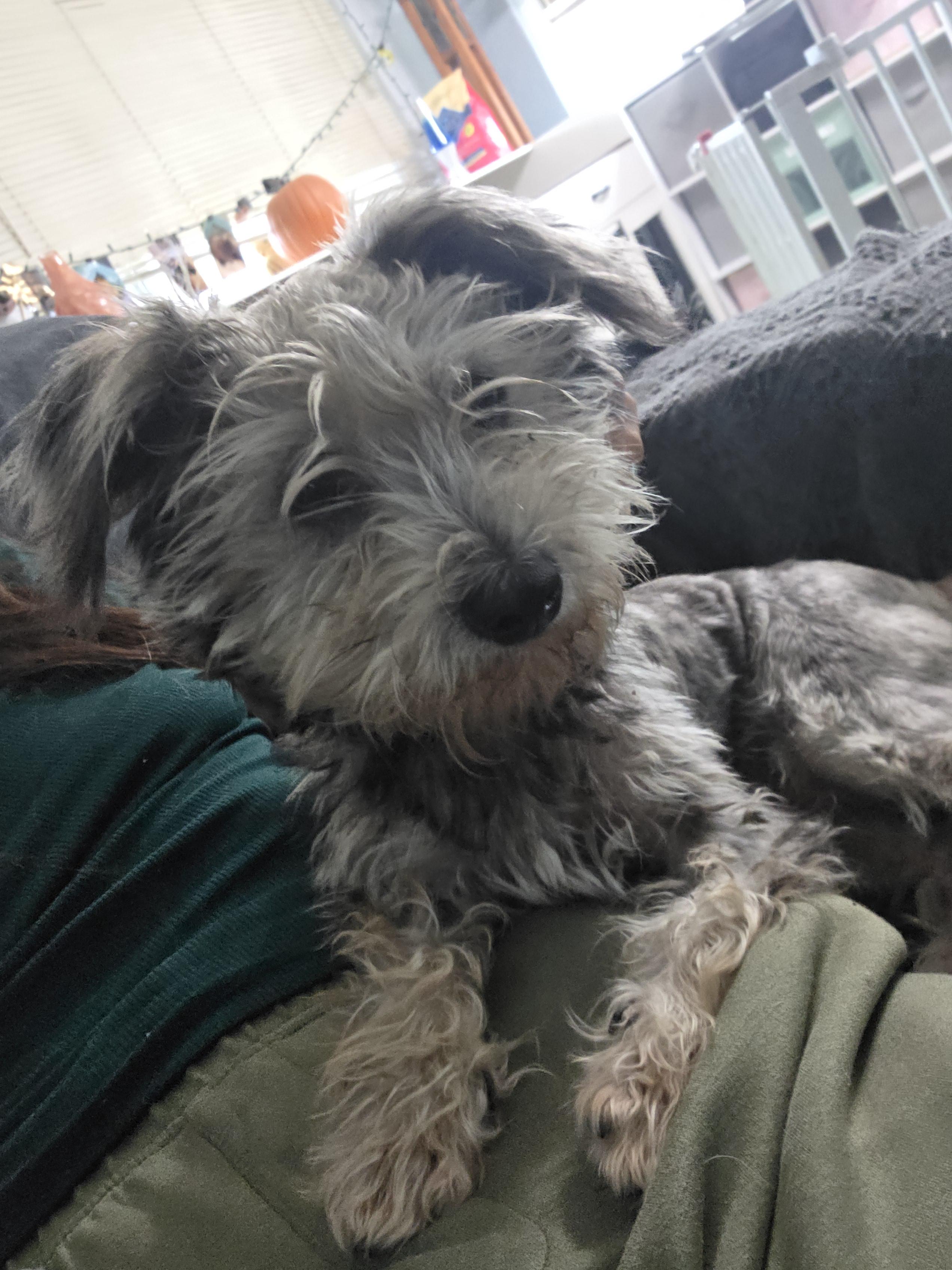 Enlarge Benji, a Adoptable Yorkshire Terrier in Ione, CA image 1/6
