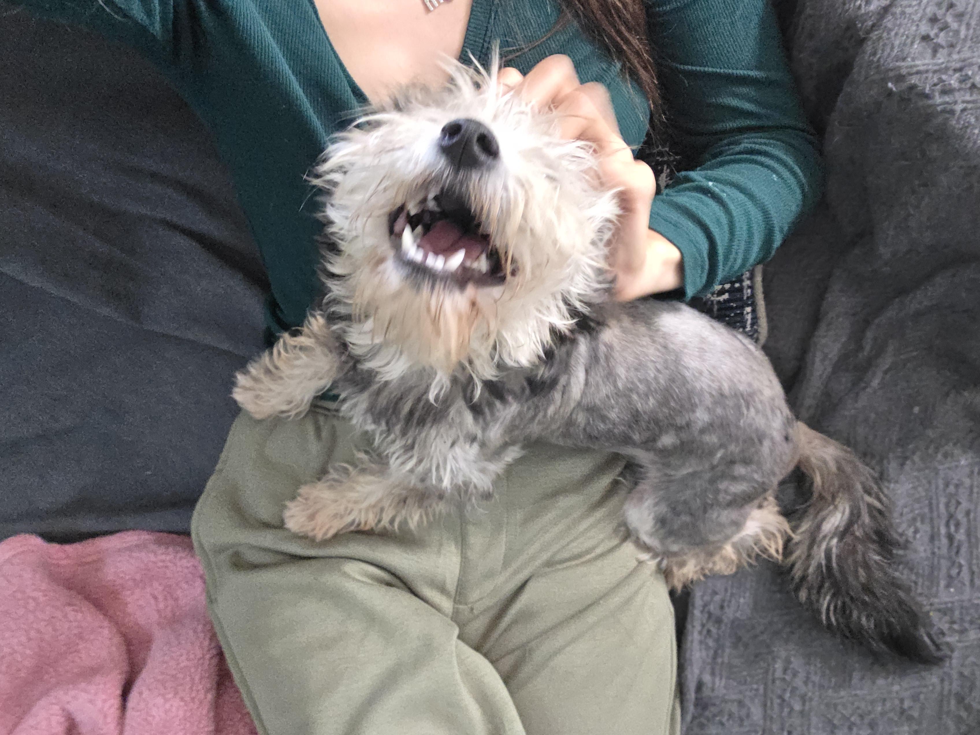 Enlarge Benji, a Adoptable Yorkshire Terrier in Ione, CA image 2/6