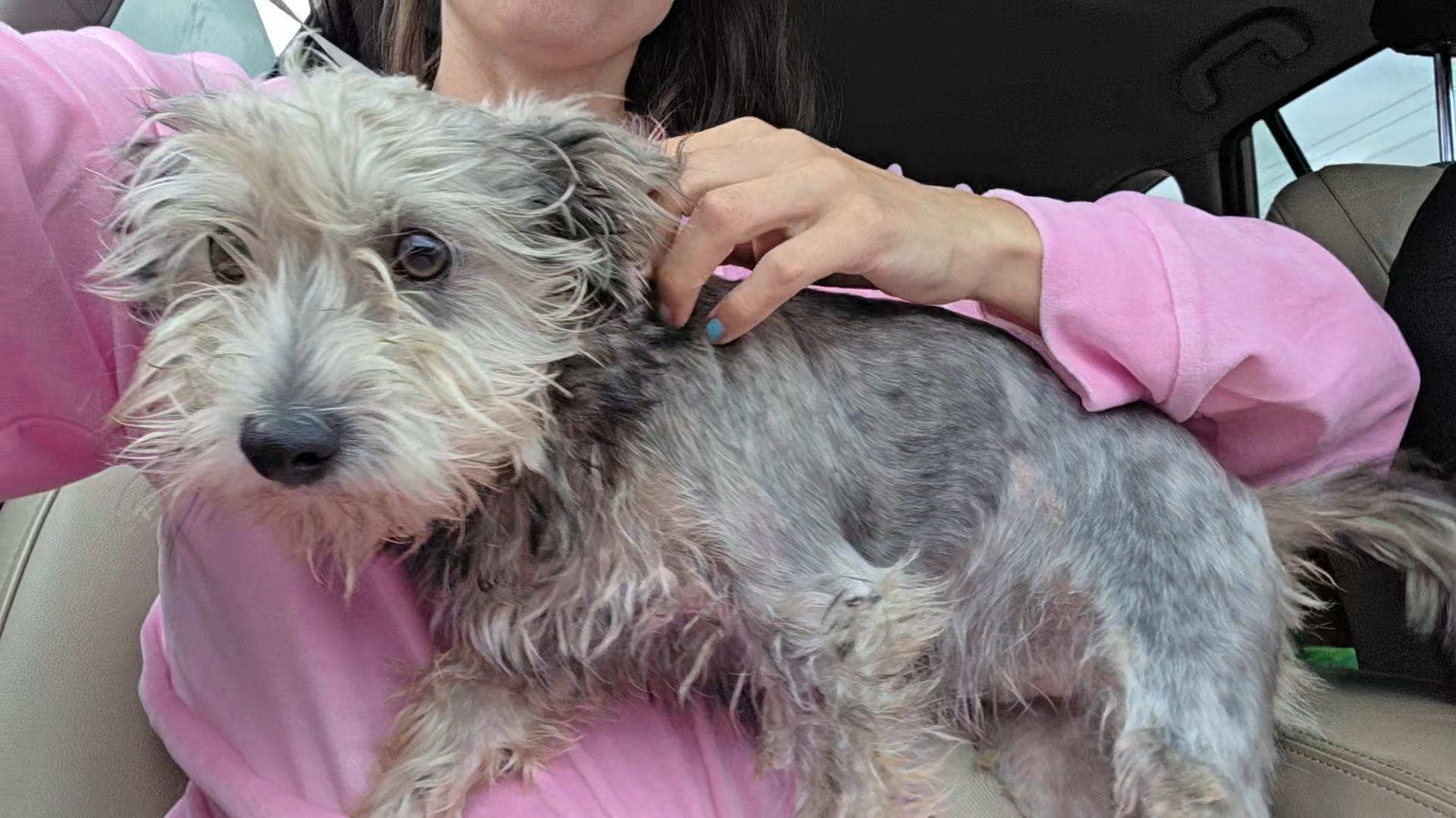 Enlarge Benji, a Adoptable Yorkshire Terrier in Ione, CA image 5/6