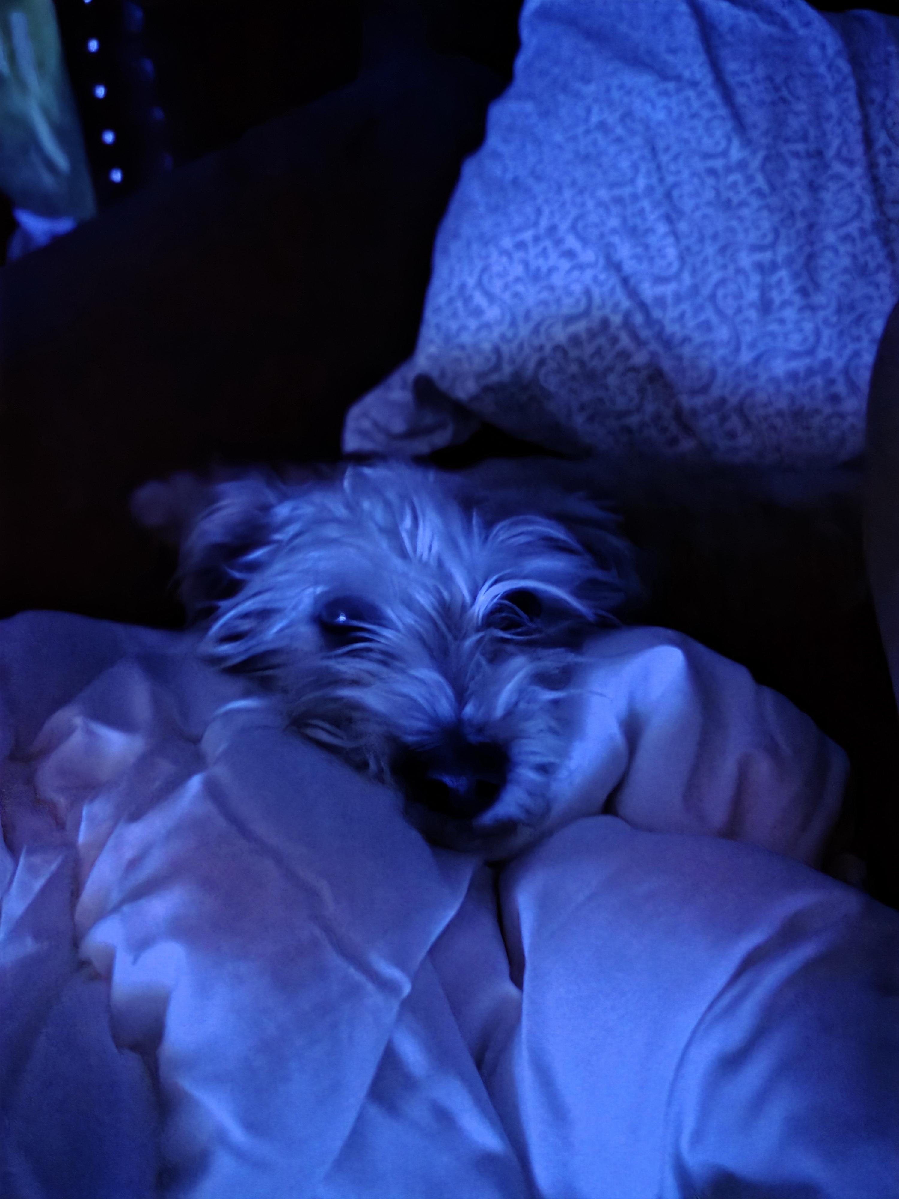 Enlarge Benji, a Adoptable Yorkshire Terrier in Ione, CA image 3/6