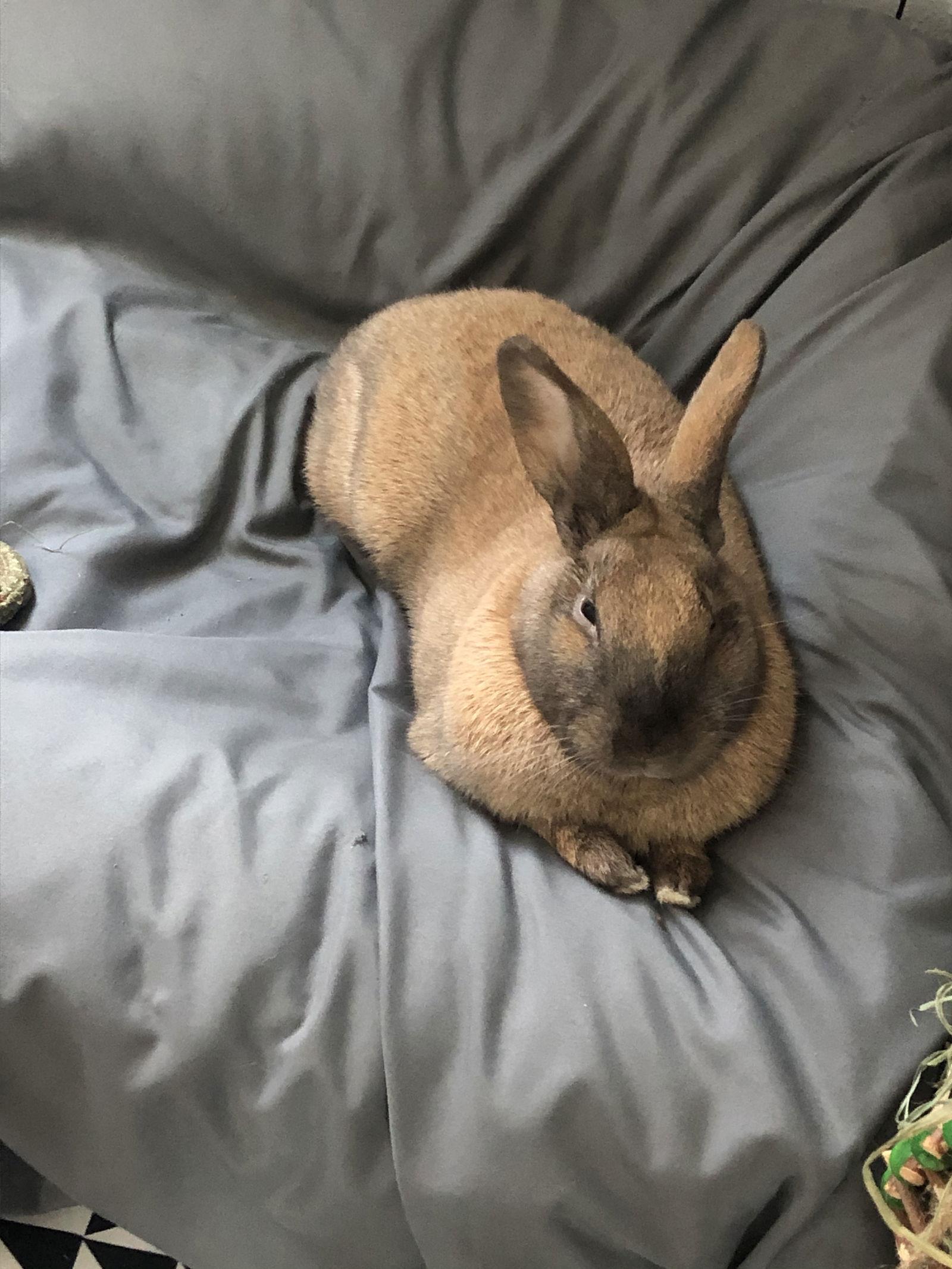 Shuri, Adopted, Young Female Bunny Rabbit & American.