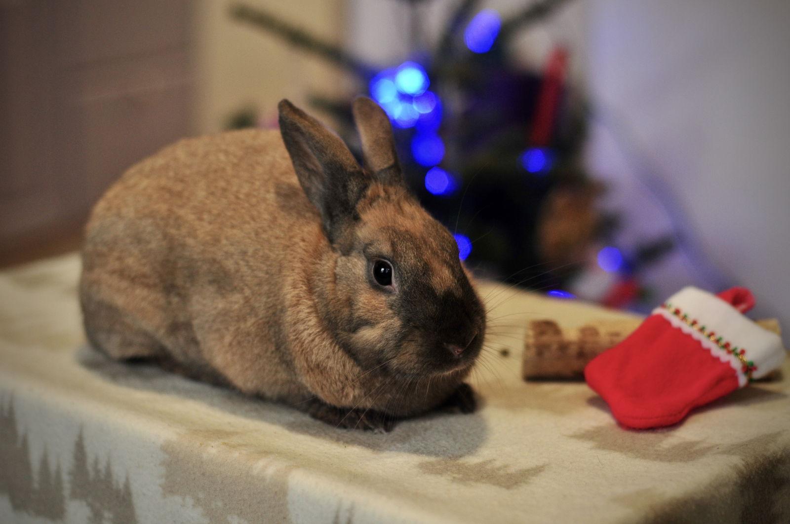 Enlarge Shuri, a Adopted mixed breed in Milwaukie, OR image 3/3