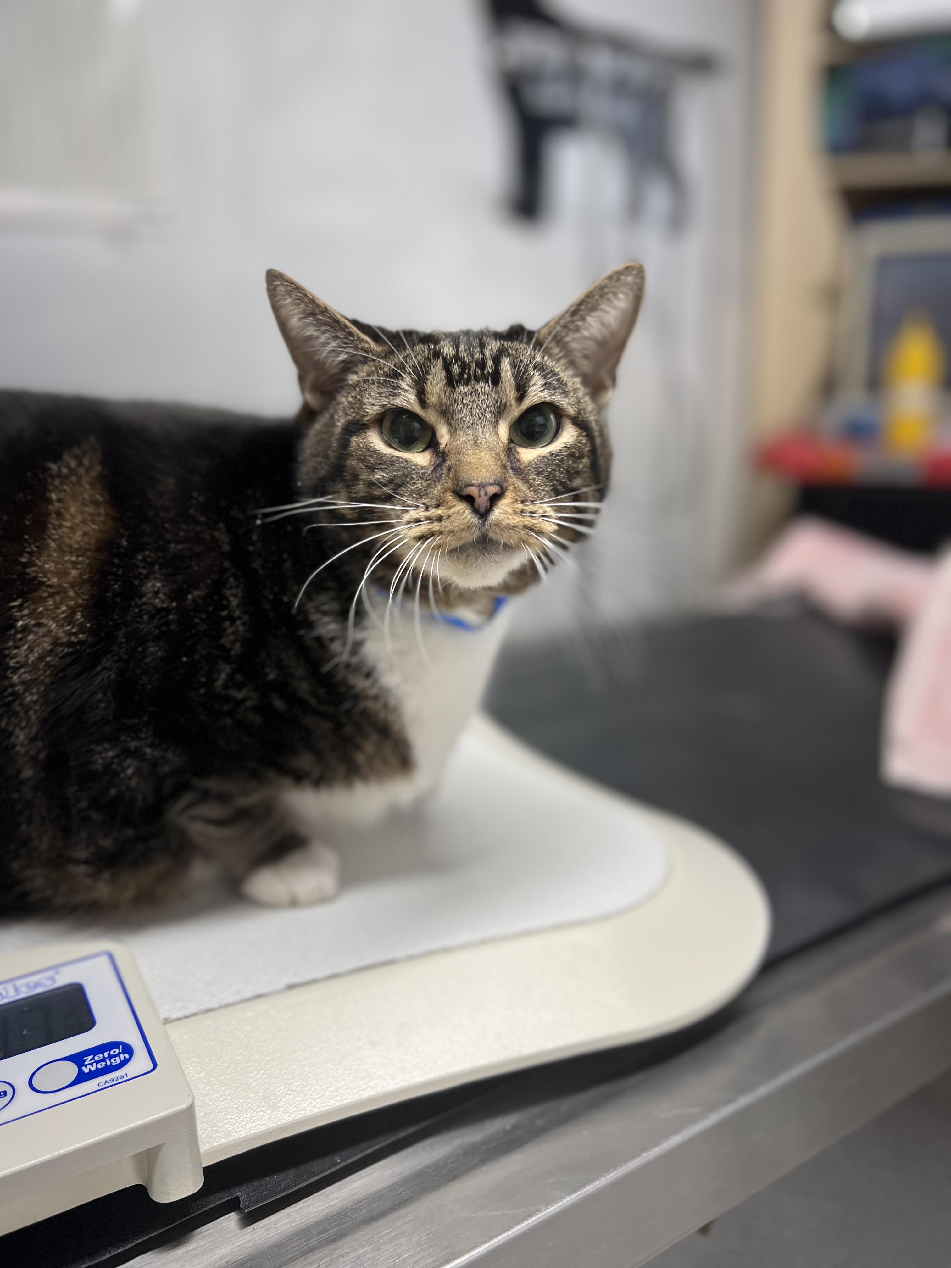Enlarge Meatball, an adopted Domestic Short Hair in Gaithersburg, MD image 1/1