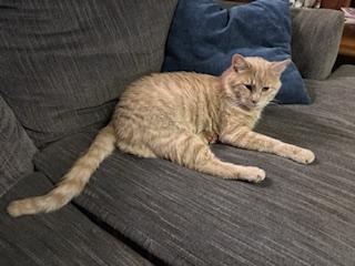 Ray-Ray, a ADOPTABLE Domestic Short Hair in Ashland, VA image 3/3