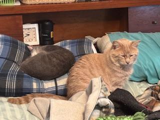 Ray-Ray, a ADOPTABLE Domestic Short Hair in Ashland, VA image 1/3