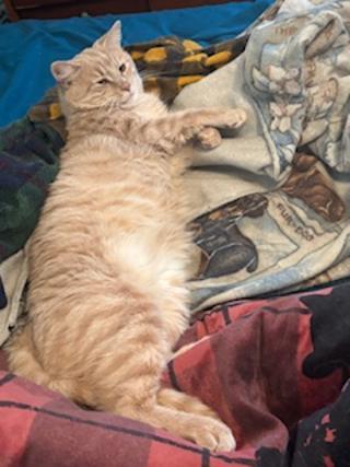 Ray-Ray, a ADOPTABLE Domestic Short Hair in Ashland, VA image 2/3