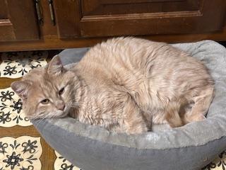 Ray-Ray, ADOPTABLE, Adult Male Domestic Short Hair.