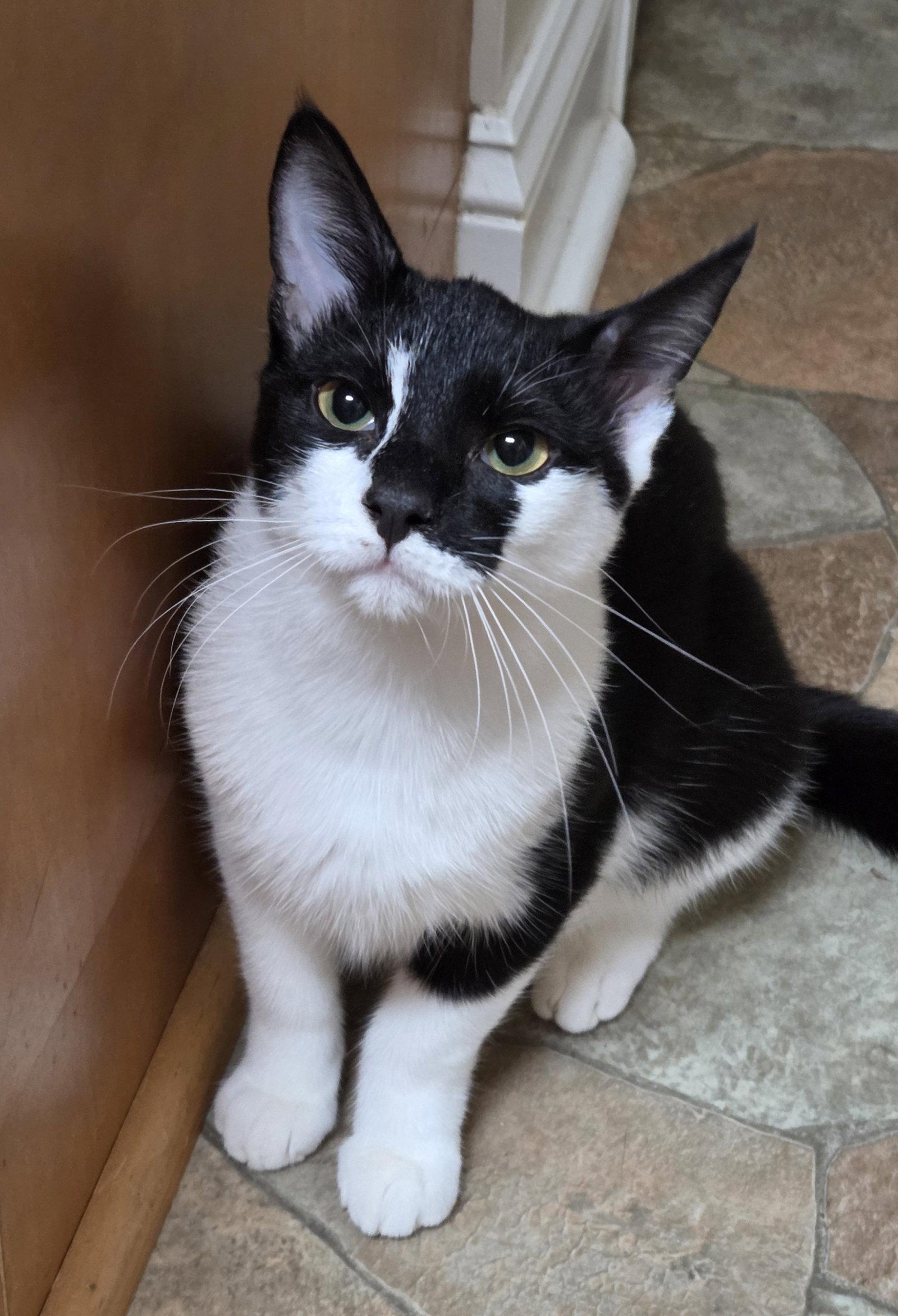 Scoop, Adopted, Young Female Domestic Short Hair.