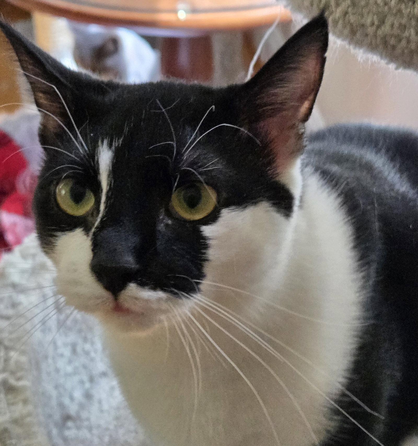 Enlarge Scoop, a Adopted Domestic Short Hair in Pittsboro, NC image 2/3