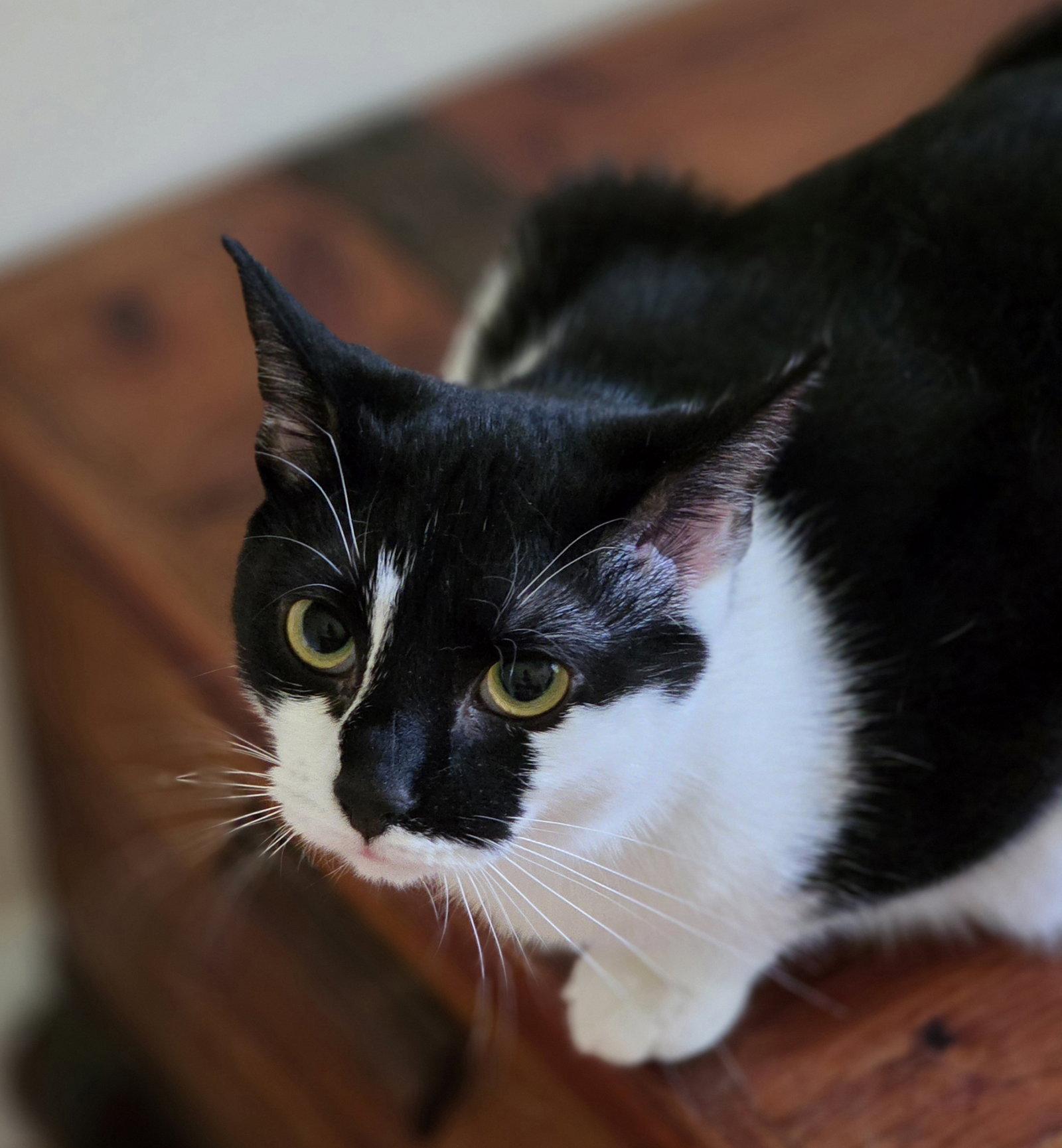Enlarge Scoop, a Adopted Domestic Short Hair in Pittsboro, NC image 3/3