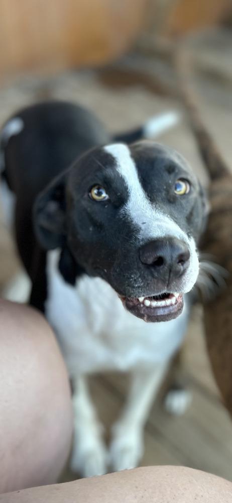 Maizie, Adoptable, Adult Female Pit Bull Terrier.