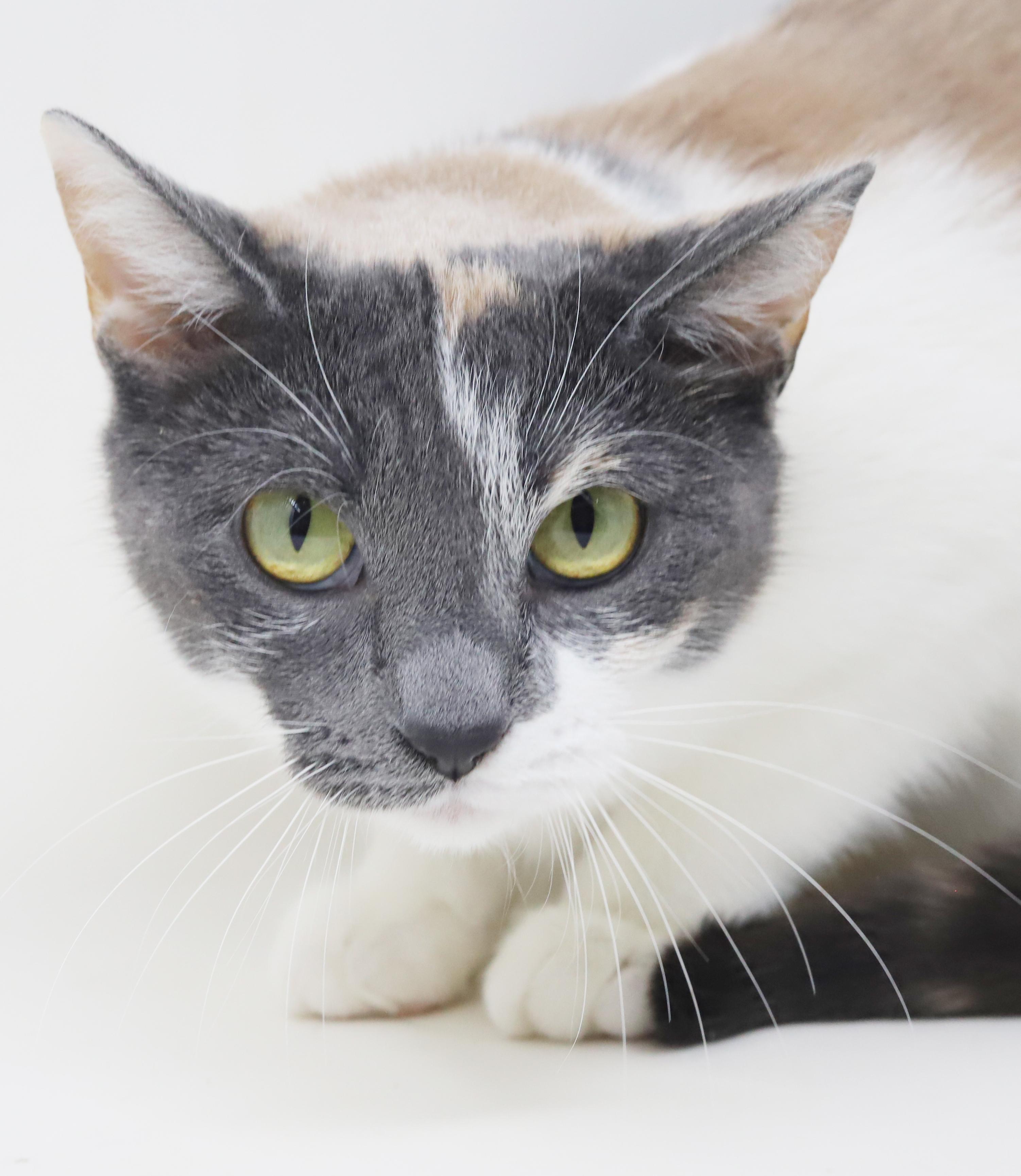 Fuega is rainbow fun! Gorgeous tiny and a lover!, a Adoptable mixed breed in Bedford Hills, NY image 3/6