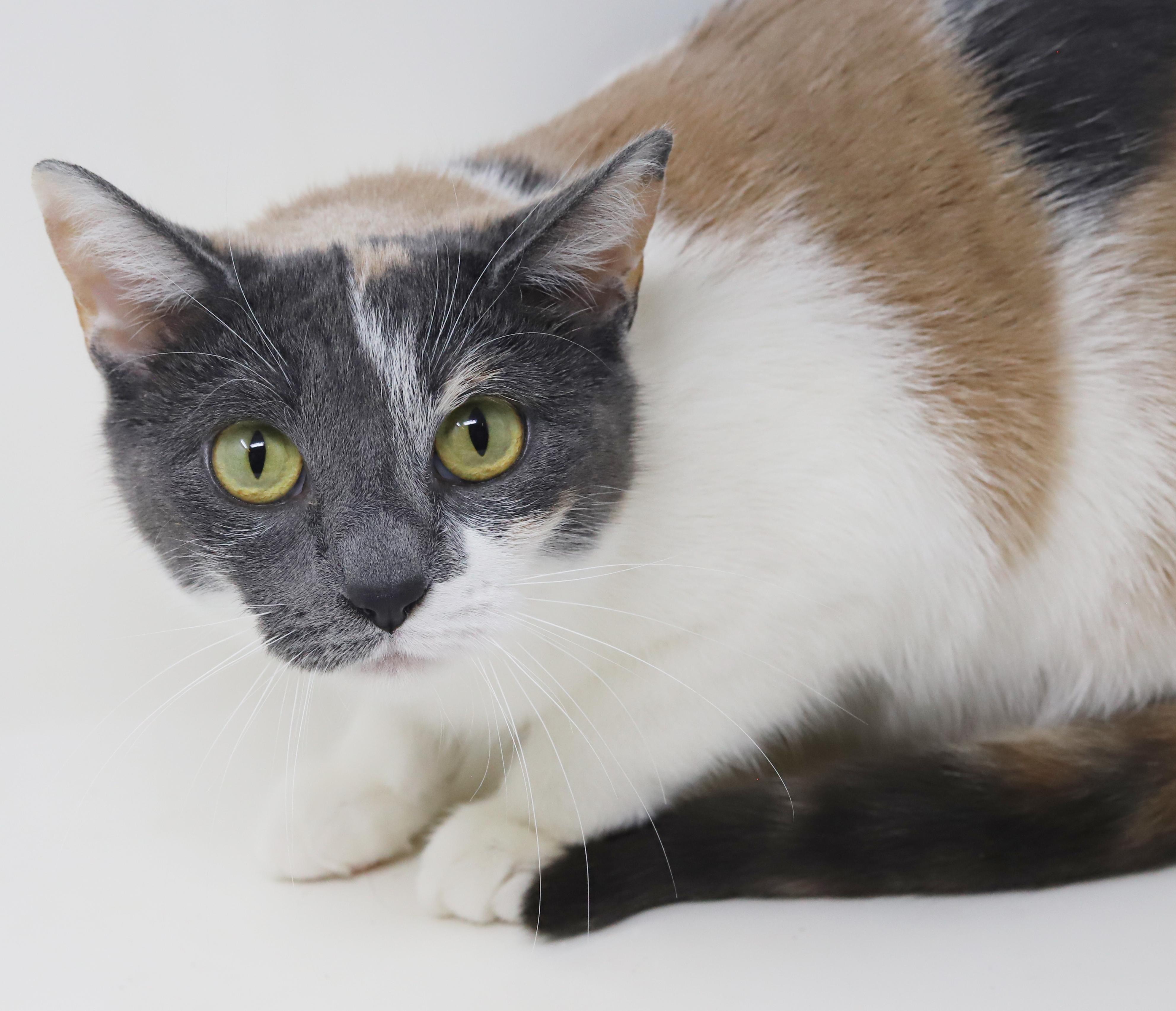 Fuega is rainbow fun! Gorgeous tiny and a lover!, a Adoptable mixed breed in Bedford Hills, NY image 2/6