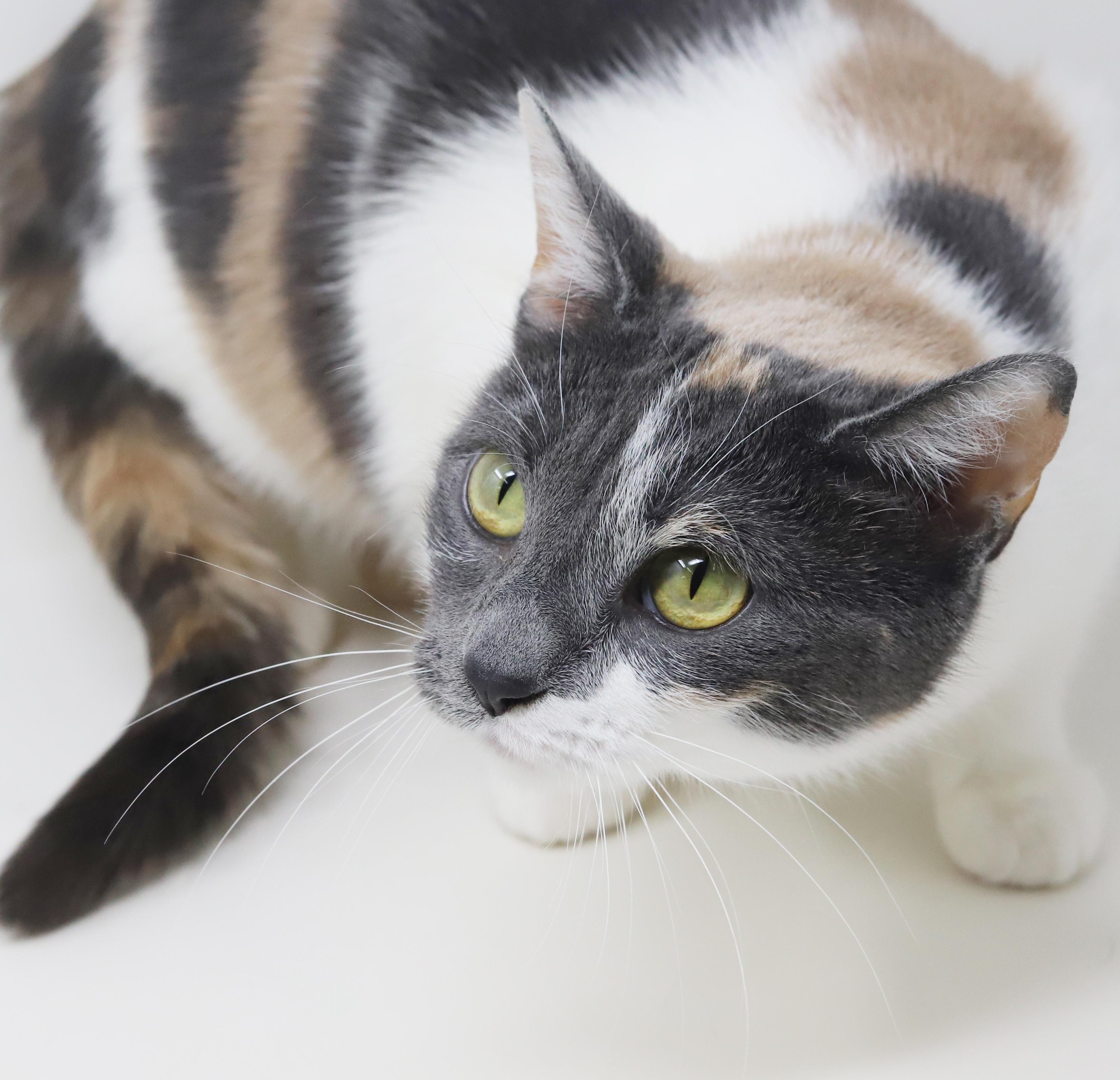 Fuega is rainbow fun! Gorgeous tiny and a lover!, a Adoptable mixed breed in Bedford Hills, NY image 5/6