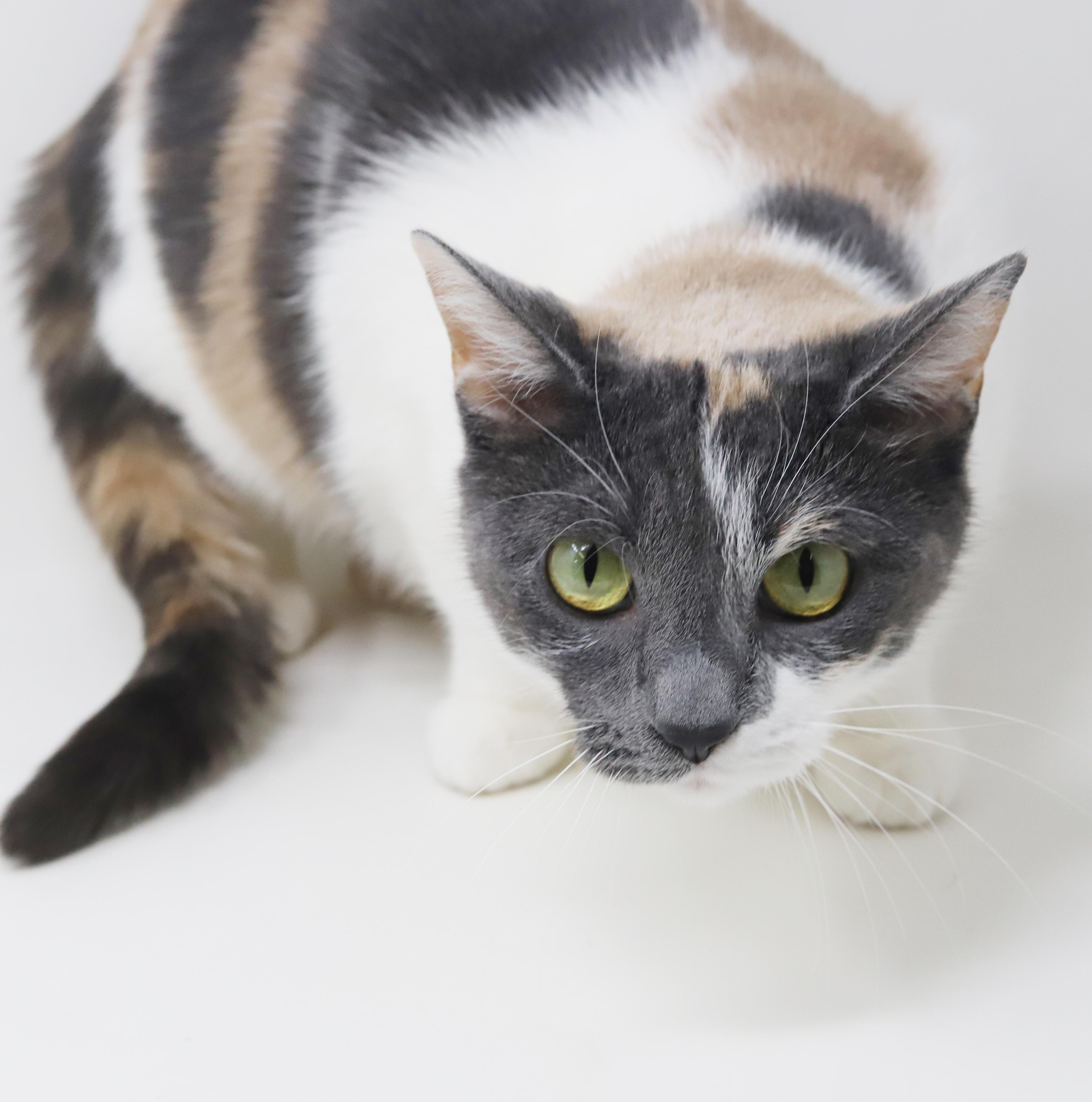 Fuega is rainbow fun! Gorgeous tiny and a lover!, a Adoptable mixed breed in Bedford Hills, NY image 1/6