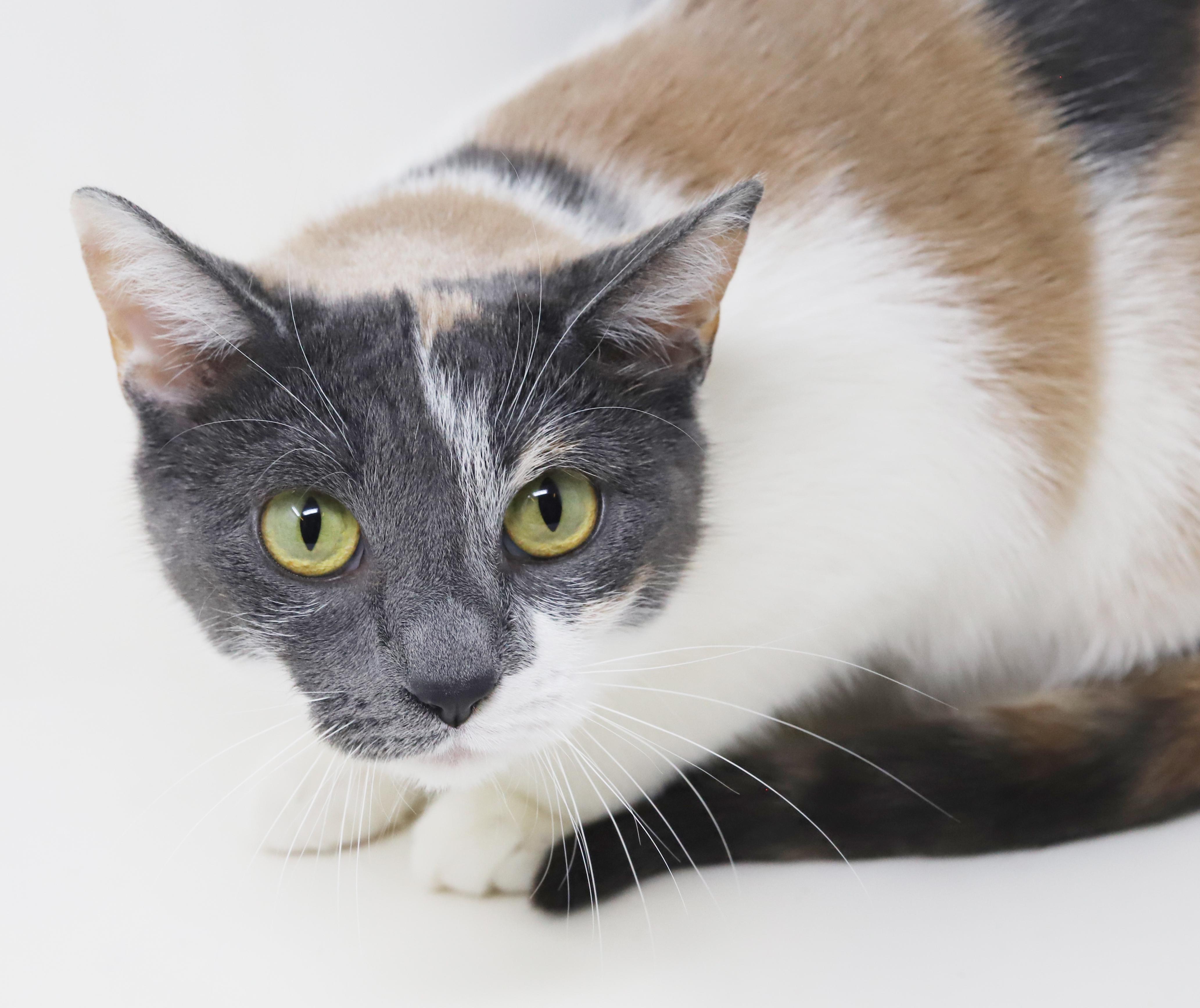 Fuega is rainbow fun! Gorgeous tiny and a lover!, a Adoptable mixed breed in Bedford Hills, NY image 4/6