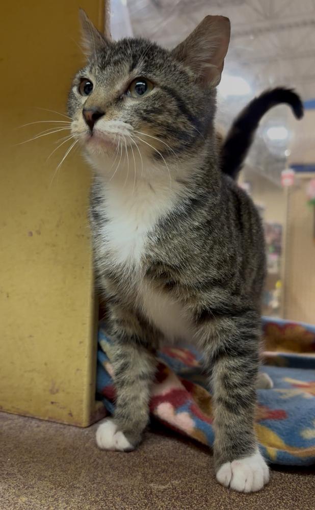 Timko, Adoptable, Kitten Male Domestic Short Hair.