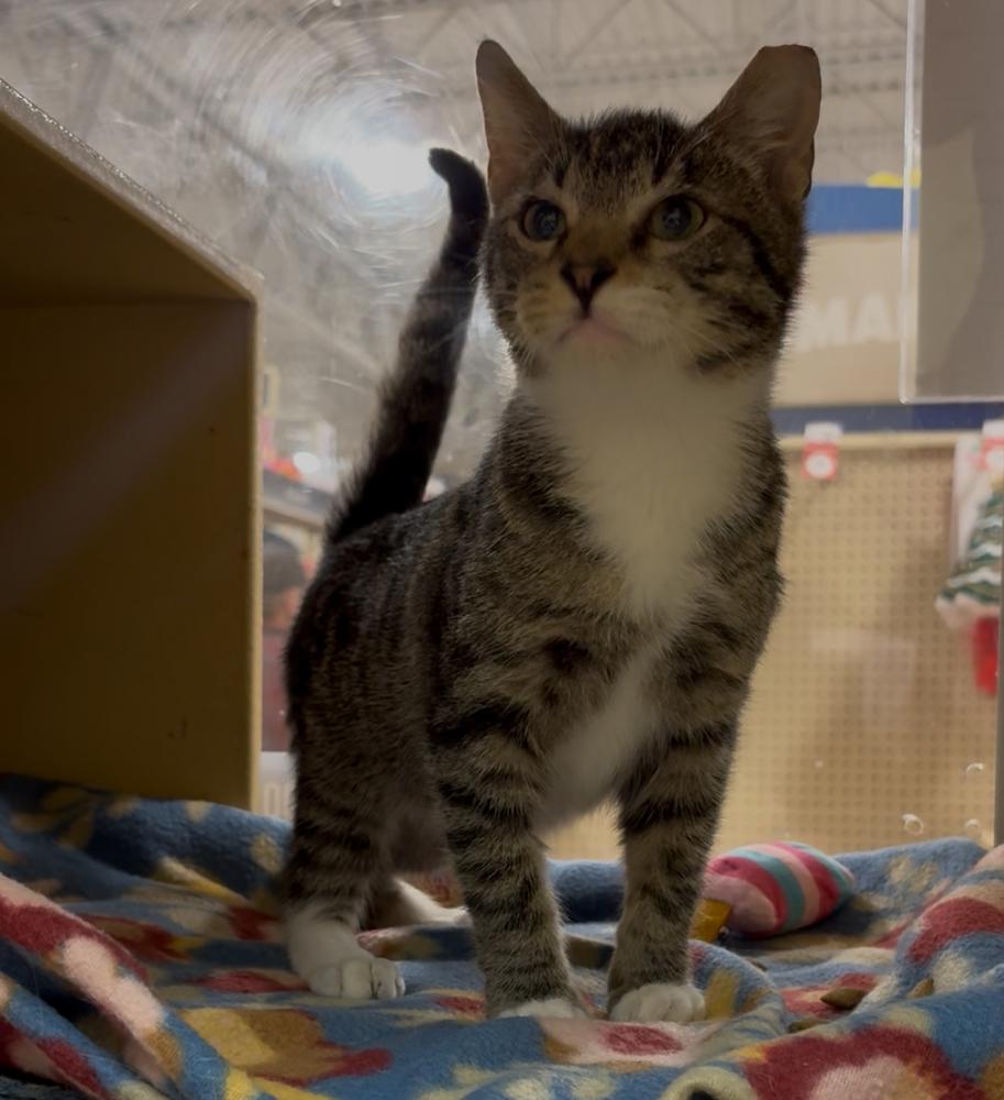 Enlarge Timko, a Adoptable Domestic Short Hair in Panama City Beach, FL image 5/6