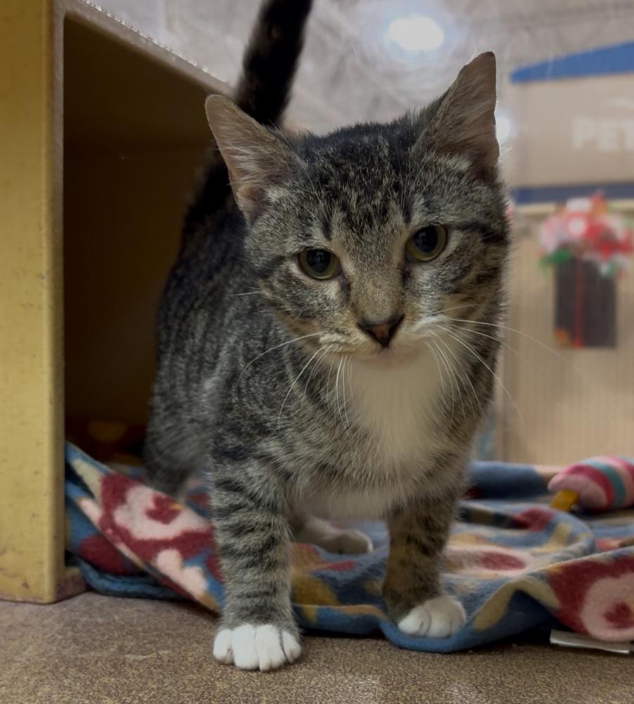 Enlarge Timko, a Adoptable Domestic Short Hair in Panama City Beach, FL image 6/6