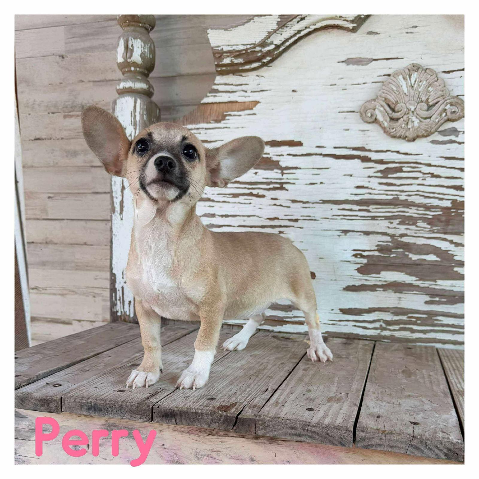 Nathalie's Perry TX, a Adopted Chihuahua in Boonton, NJ image 2/2