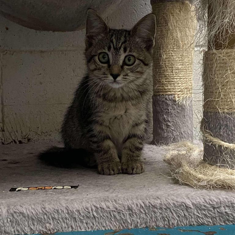 Enlarge Berlioz, a Adoptable Domestic Short Hair in Kingman, AZ image 1/1