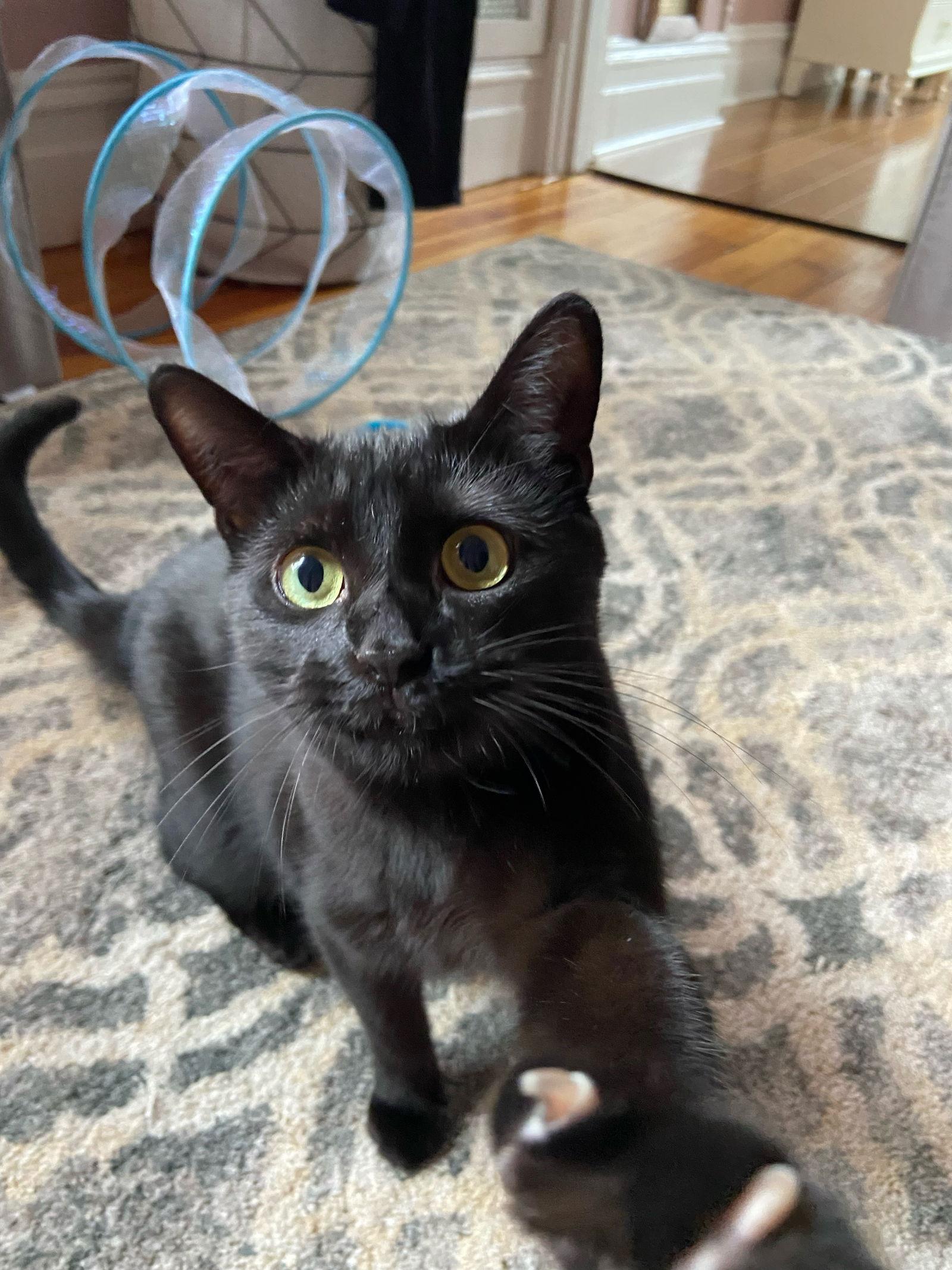 Diamond Gem, a Adoptable Domestic Short Hair in Stewartsville, NJ image 1/3