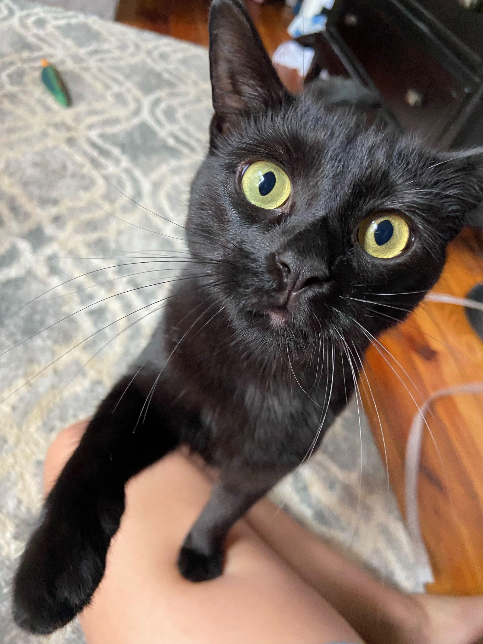 Diamond Gem, a Adoptable Domestic Short Hair in Stewartsville, NJ image 2/3