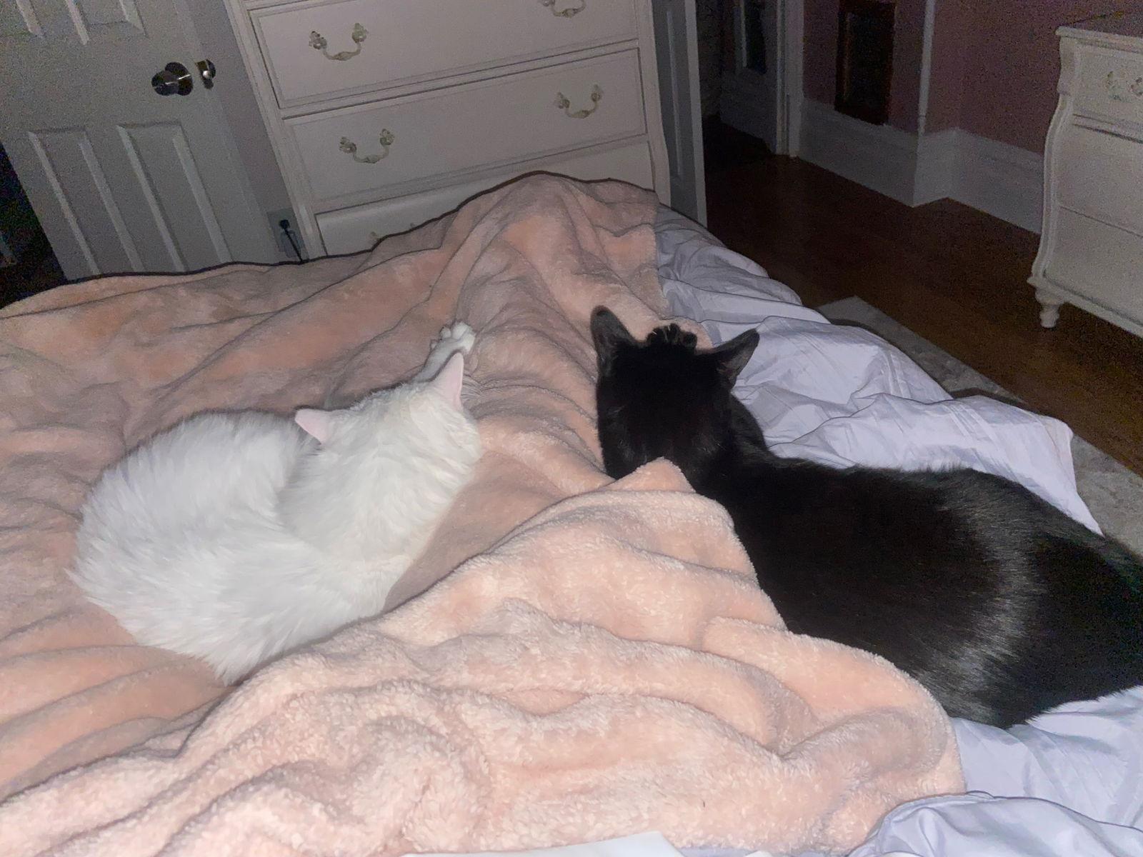 Diamond Gem, a Adoptable Domestic Short Hair in Stewartsville, NJ image 3/3