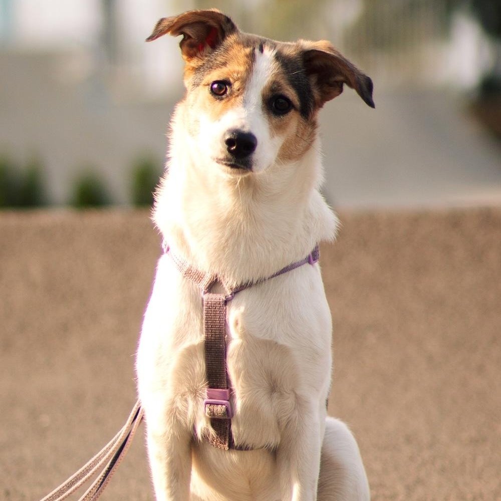 Cassie, ADOPTABLE, Young Female Jack Russell Terrier & Fox Terrier.