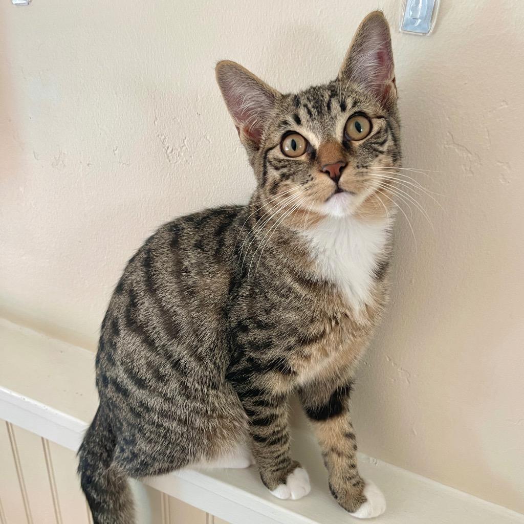 Ozzy, Adopted, Kitten Male Domestic Short Hair.