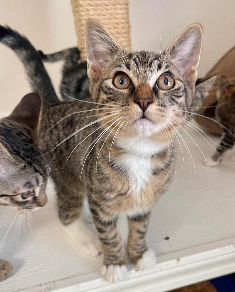 Enlarge Ozzy, a Adopted mixed breed in Cambria, CA image 2/6