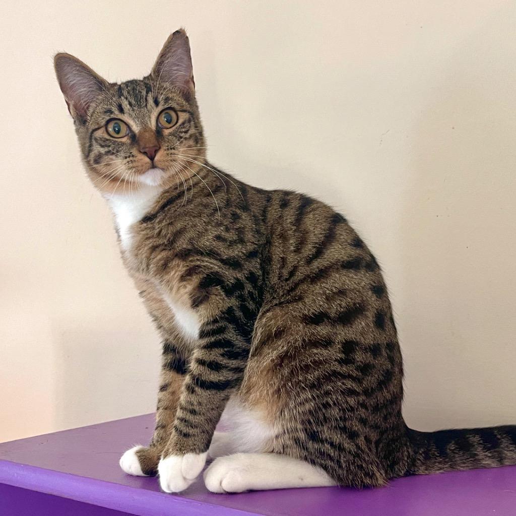 Enlarge Ozzy, a Adopted mixed breed in Cambria, CA image 4/6