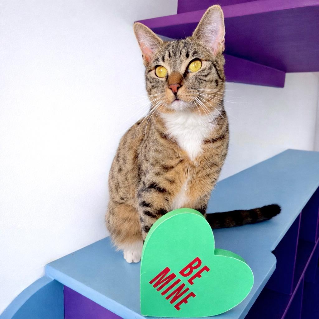 Enlarge Ozzy, a Adopted mixed breed in Cambria, CA image 5/6