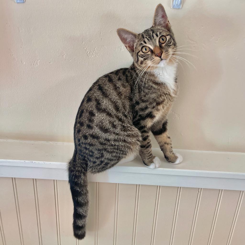 Enlarge Ozzy, a Adopted mixed breed in Cambria, CA image 6/6