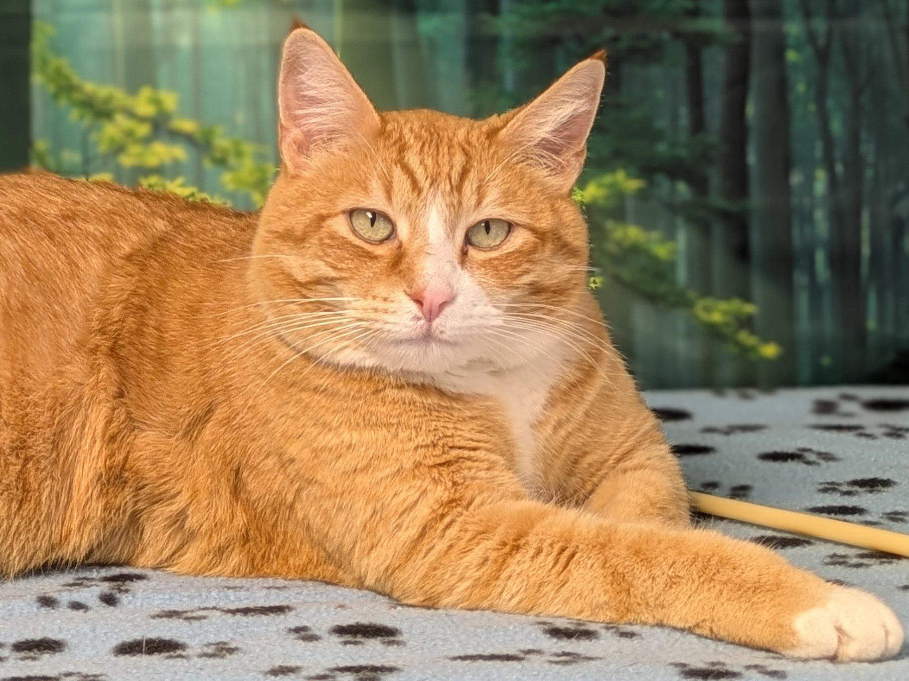 Enlarge Oranges, an adopted mixed breed in Republic, WA image 1/6