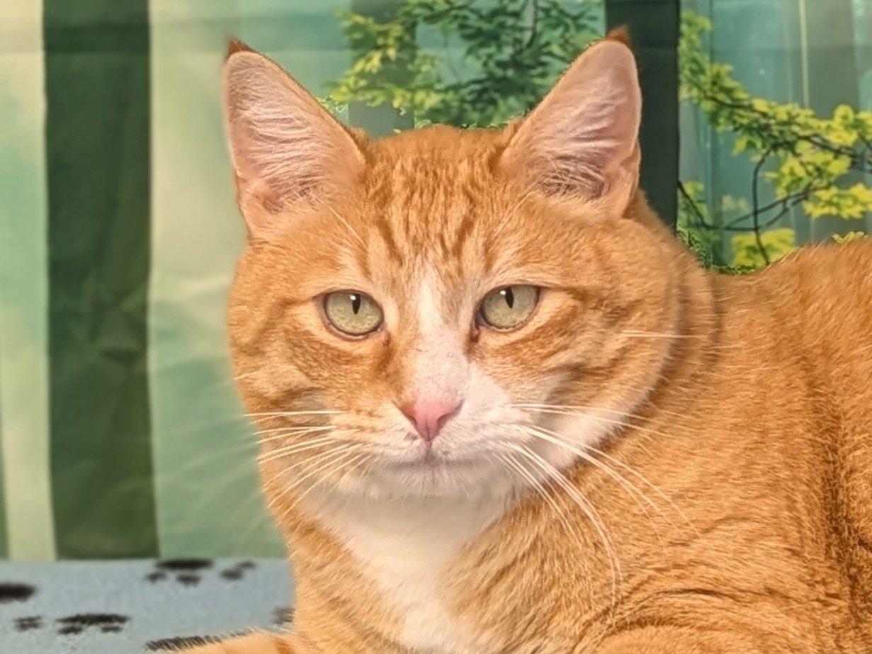 Enlarge Oranges, an adopted mixed breed in Republic, WA image 3/6