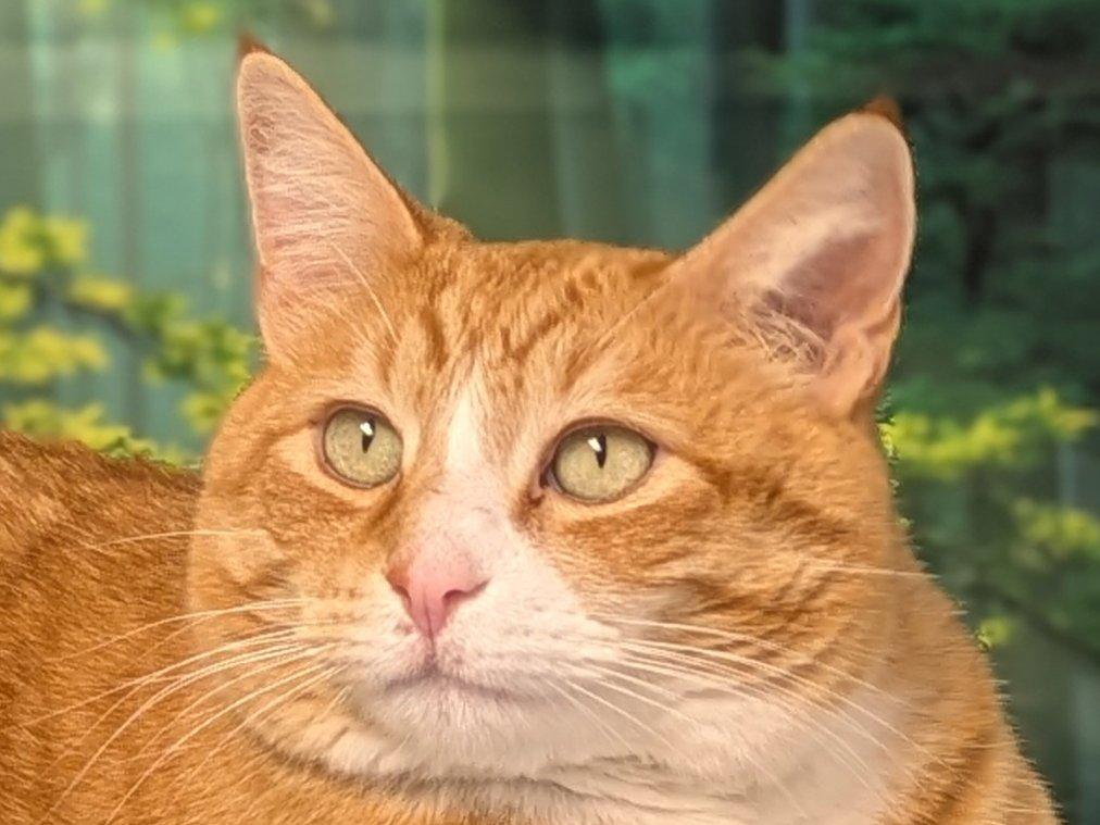 Enlarge Oranges, an adopted mixed breed in Republic, WA image 5/6