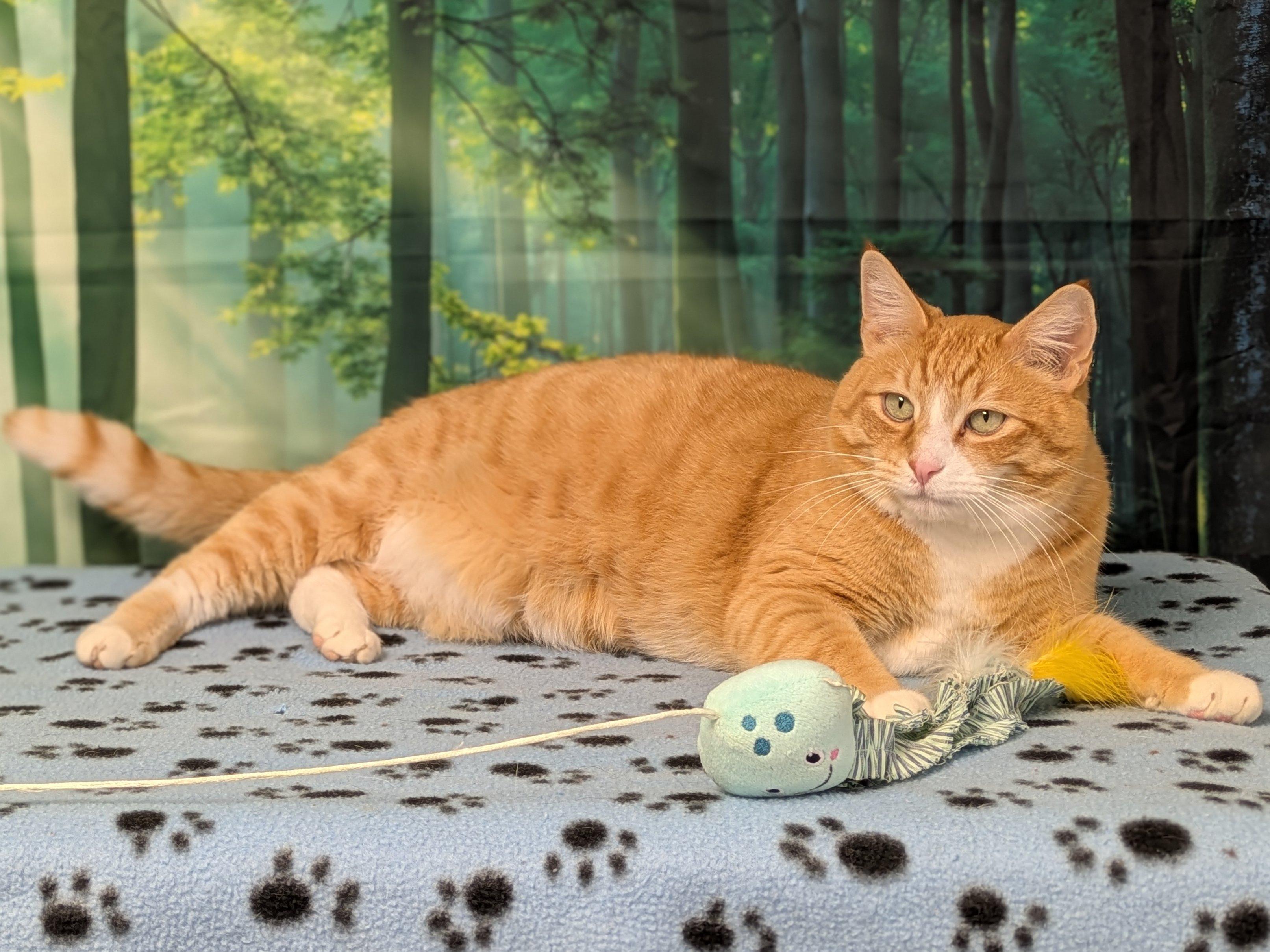 Enlarge Oranges, an adopted mixed breed in Republic, WA image 4/6